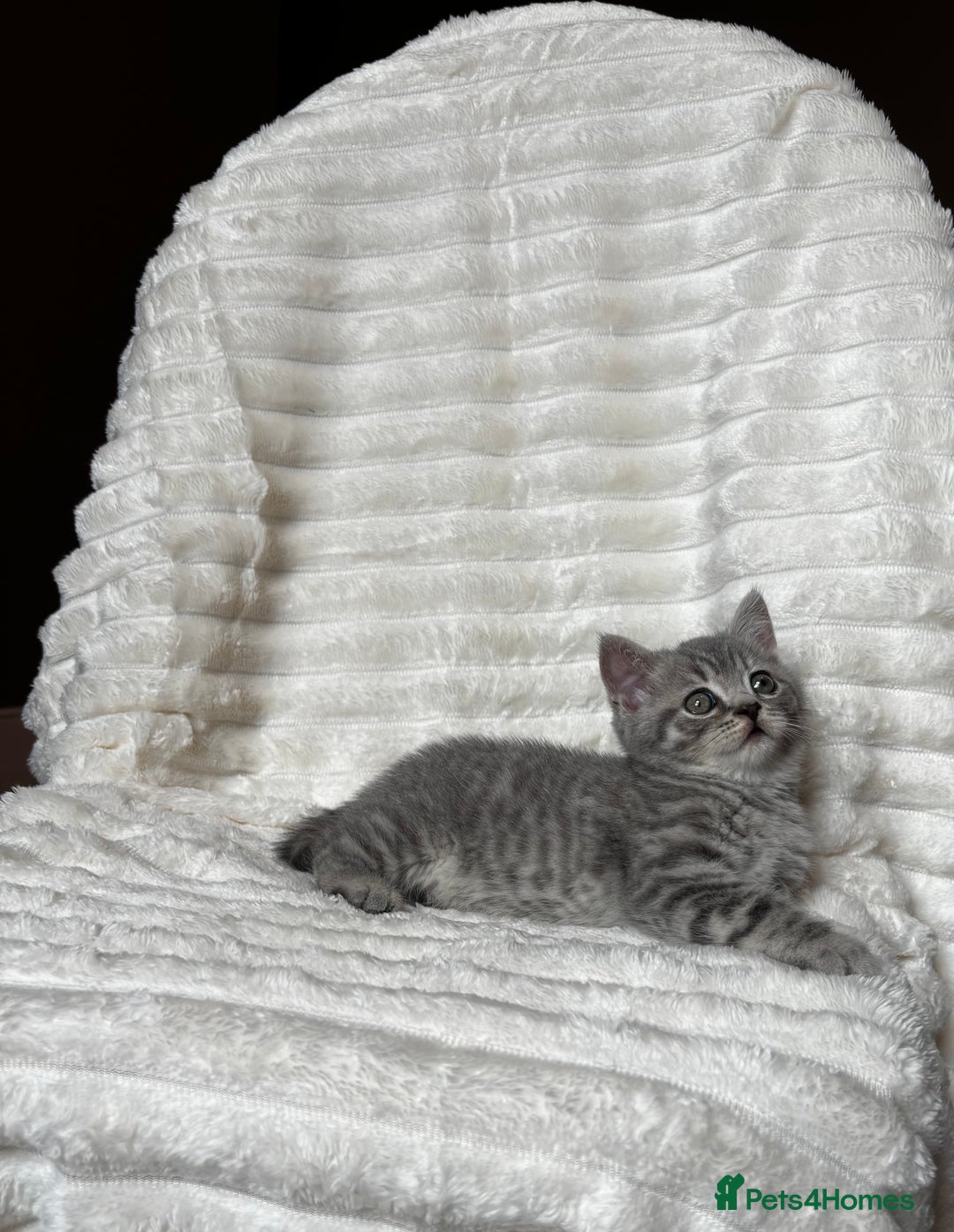 British Shorthair cats for sale: OUTSTANDING GCCF + HEALTH TESTED BSH + BLH KITTENS - Image 29