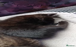 British Shorthair cats for sale: British shorthair/black ghost tabbys - Image 5