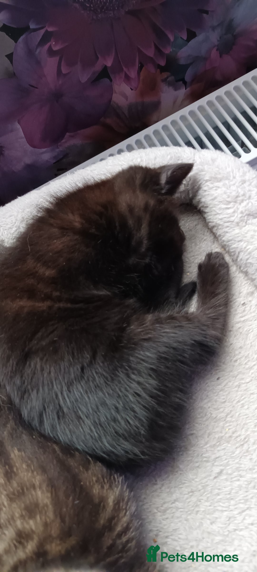 British Shorthair cats for sale: British shorthair/black ghost tabbys - Image 5