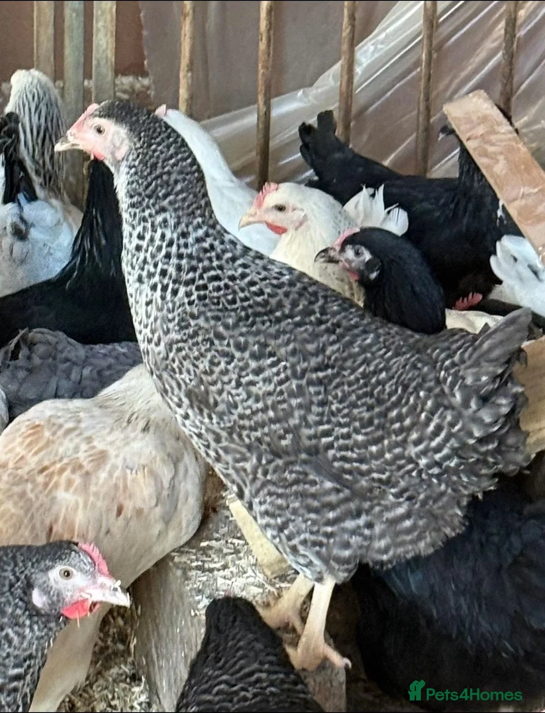Chickens poultry for sale: Point of lay pullets!  - Advert 1