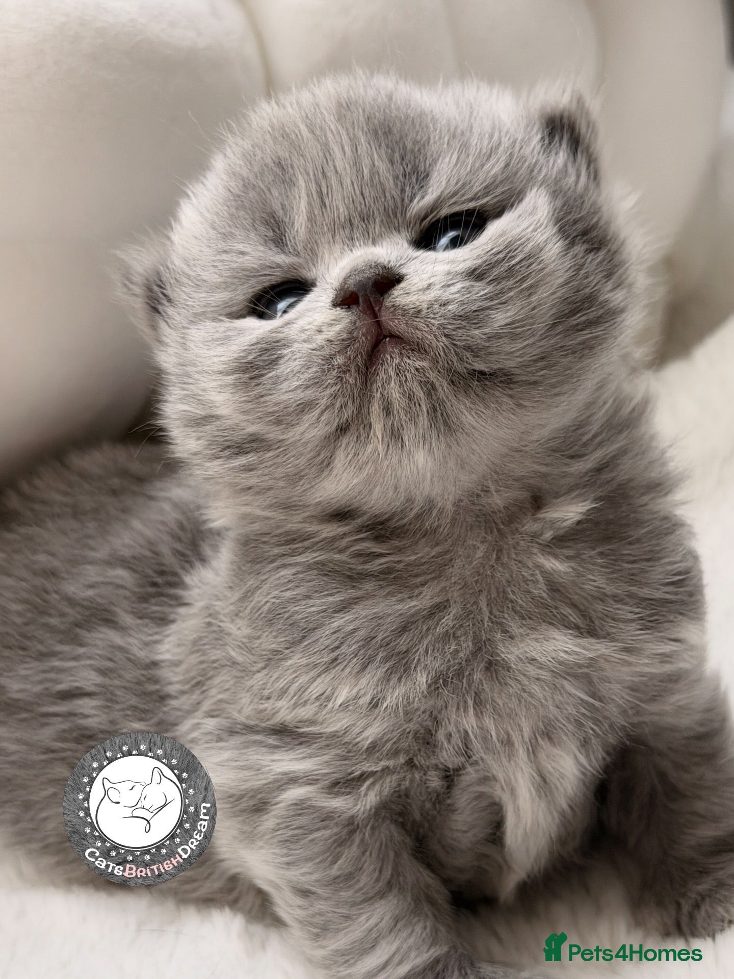 British Shorthair cats BRITISH BLUE KITTENS FROM CHAMPIONS LINE 🏆 - Advert 14