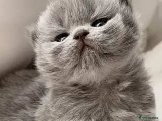 British Shorthair cats BRITISH BLUE KITTENS FROM CHAMPIONS LINE 🏆 - Advert 14