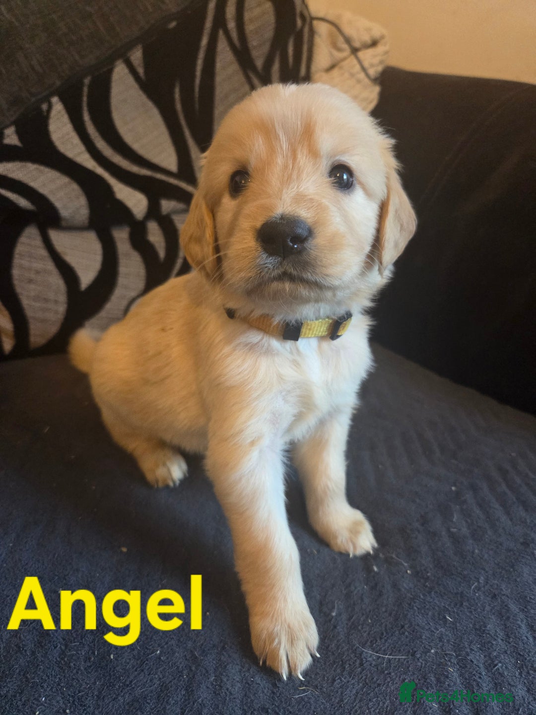 Goldador dogs for sale: Kitanas puppies  - Image 22
