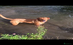 Labrador Retriever dogs for sale: KC REG HEALTH TESTED fox red puppies for sale ⭐️  - Image 3