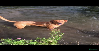 Labrador Retriever dogs - Advert 11