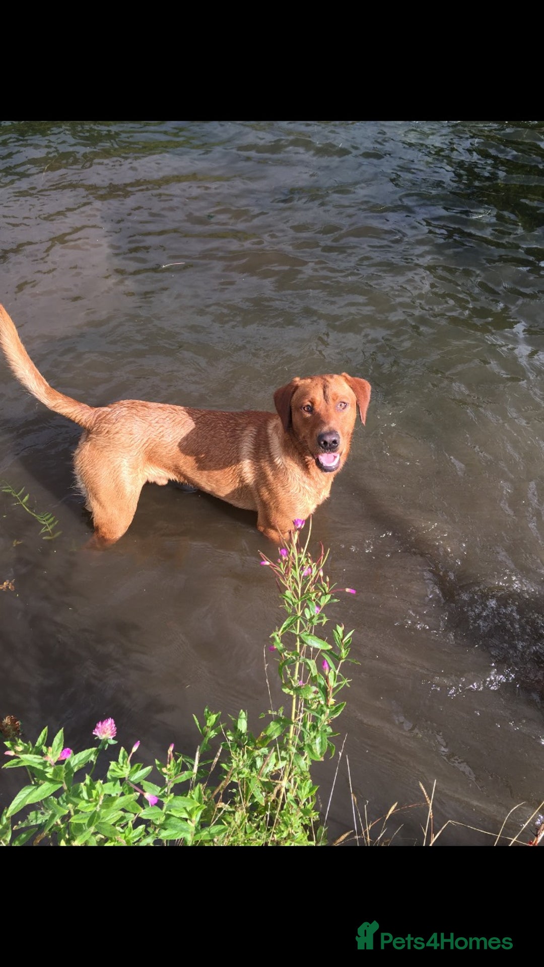 Labrador Retriever dogs for sale: KC REG HEALTH TESTED fox red puppies for sale ⭐️  - Image 3