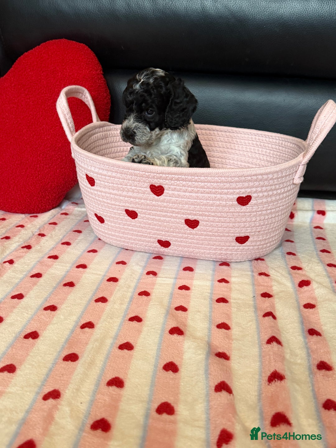 Cockapoo dogs for sale: Beautiful Cockapoo Puppies  - Advert 2