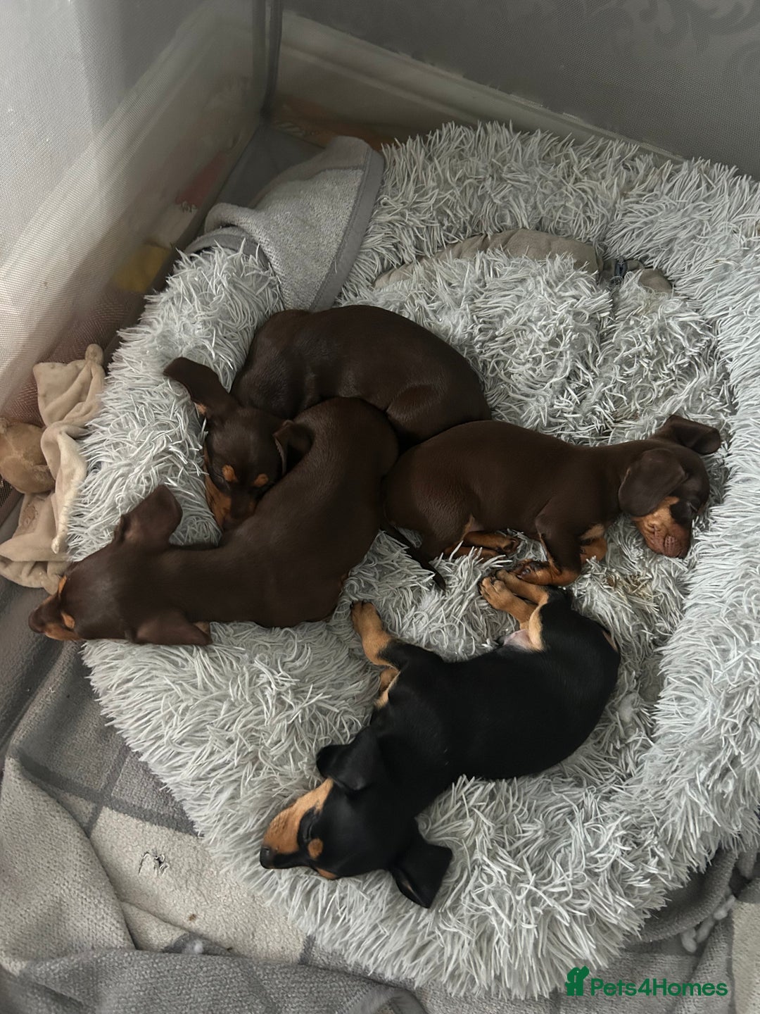 Mixed Breed dogs for sale: Mini dachshund/ mini pincher  - Image 3