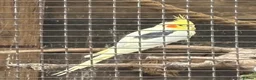 Budgerigars birds for sale: Semi tame baby budgies  - Advert 2