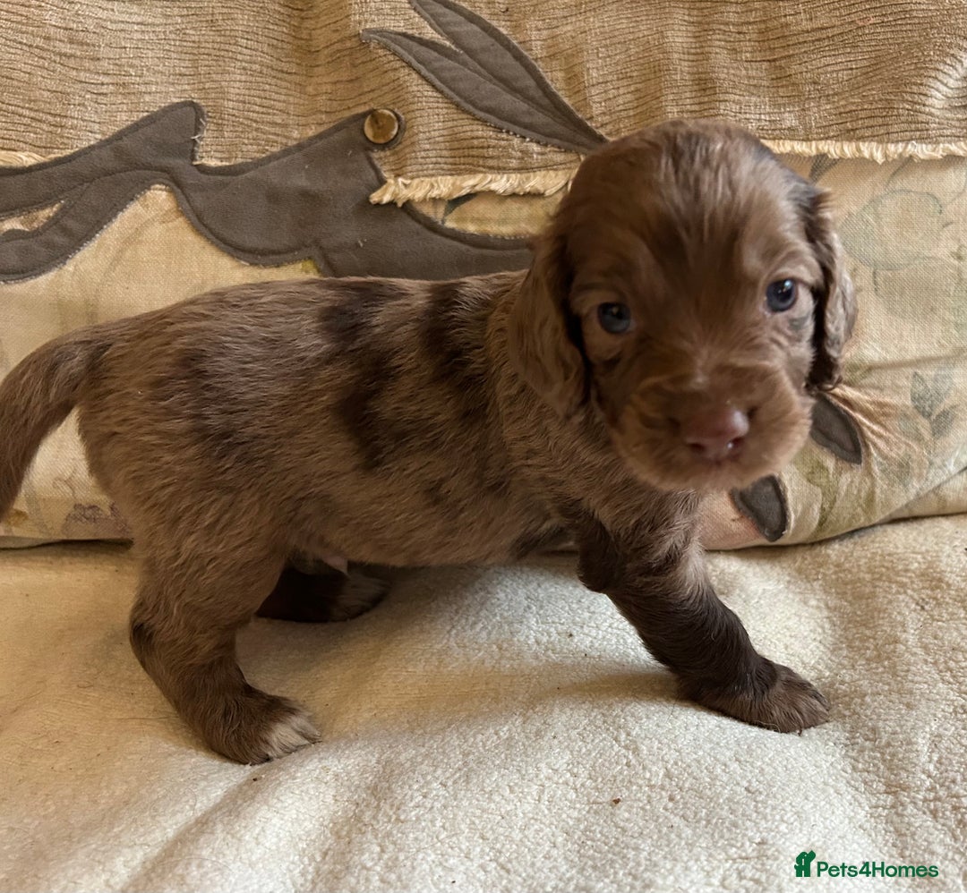 Cocker Spaniel dogs for sale: STUNNING WORKING COCKER SPANIEL PUPS - Advert 35