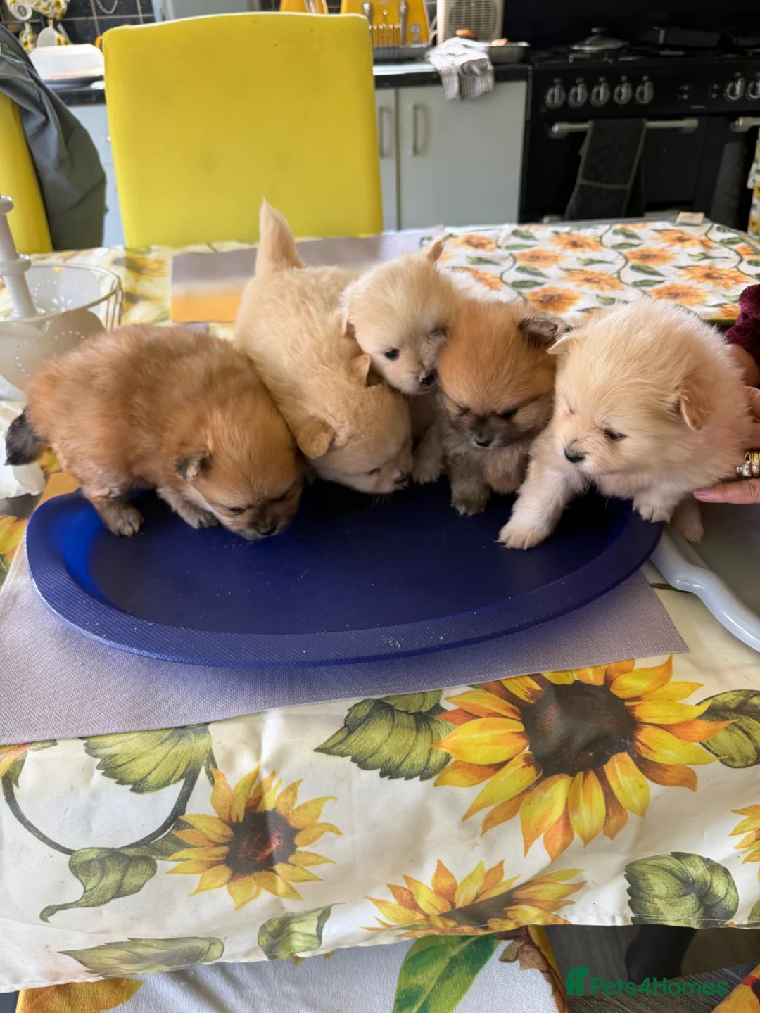 Pomeranian dogs for sale: Pomeranians for sale pups  - Advert 1