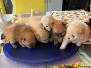 Pomeranian dogs Pomeranians for sale pups - Advert 1