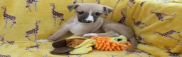Whippet dogs for sale: Quality KC whippet pups from heart tested psrents in Stoke-on-Trent - Advert 13
