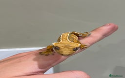 Gecko reptiles for sale: Crested Geckos ( can provide set up) in Upminster - Image 8