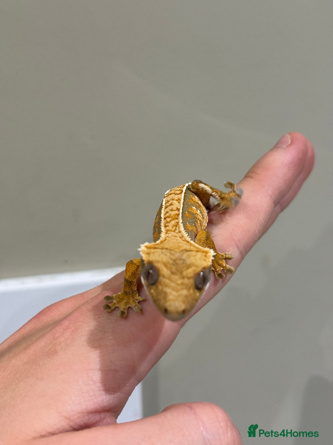Gecko reptiles for sale: Crested Geckos ( can provide set up) in Upminster - Image 8