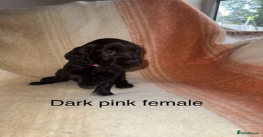 Cocker Spaniel dogs - Advert 7