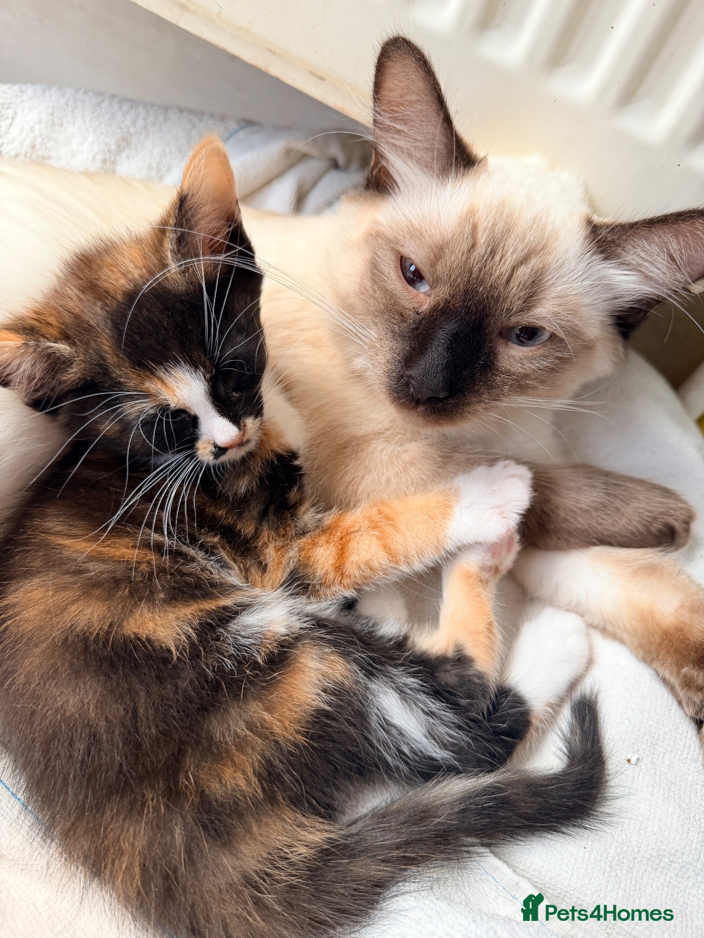 Mixed Breed cats Two Gorgeous Tortoiseshell girl kittens - Advert 6