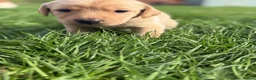 Labrador Retriever dogs for sale: Labrador Puppies for sale - Advert 5