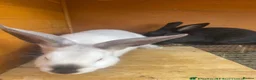 Mixed Breed rabbits for sale: New Zealand/Californian Cross - Advert 5