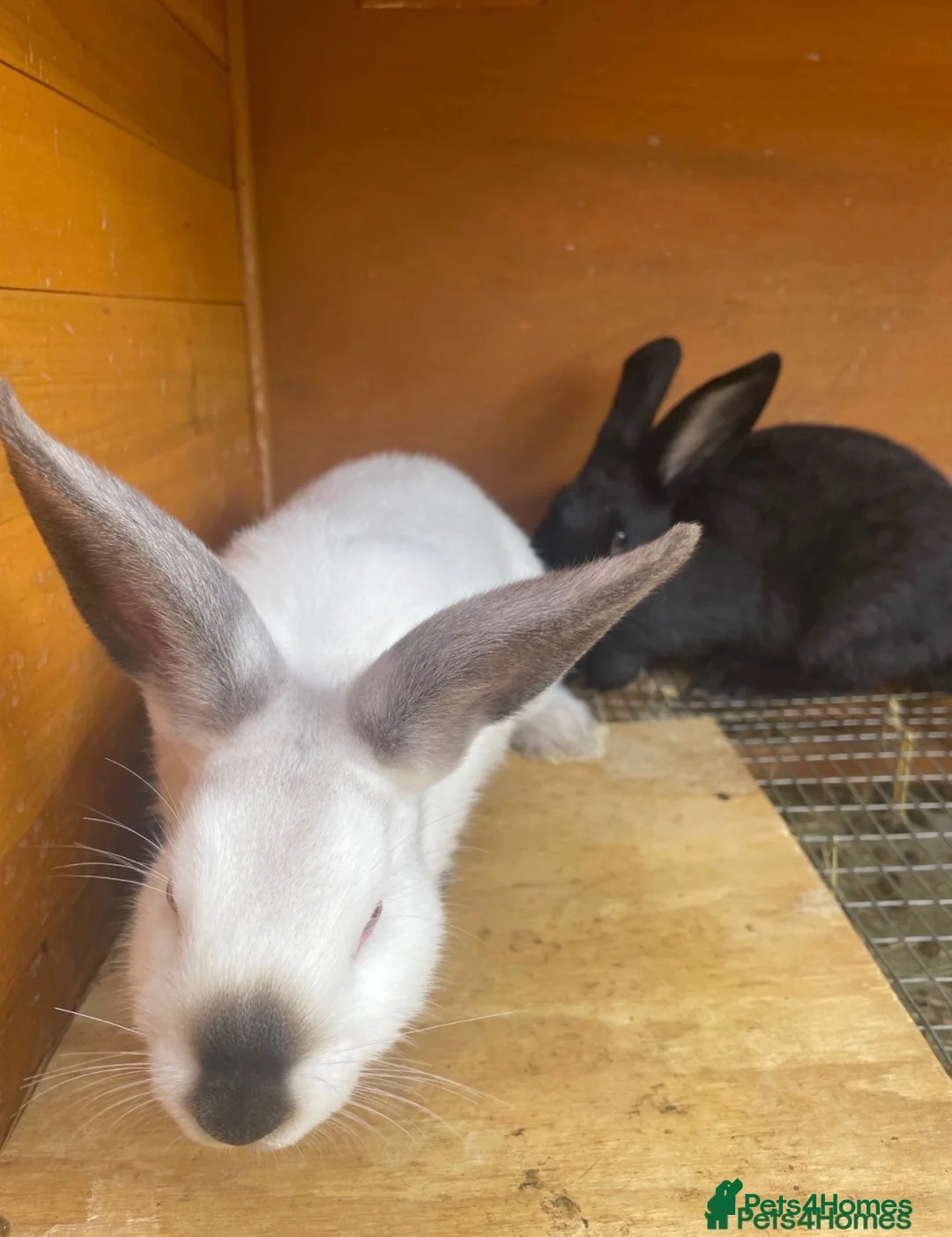 Mixed Breed rabbits for sale: New Zealand/Californian Cross - Advert 5