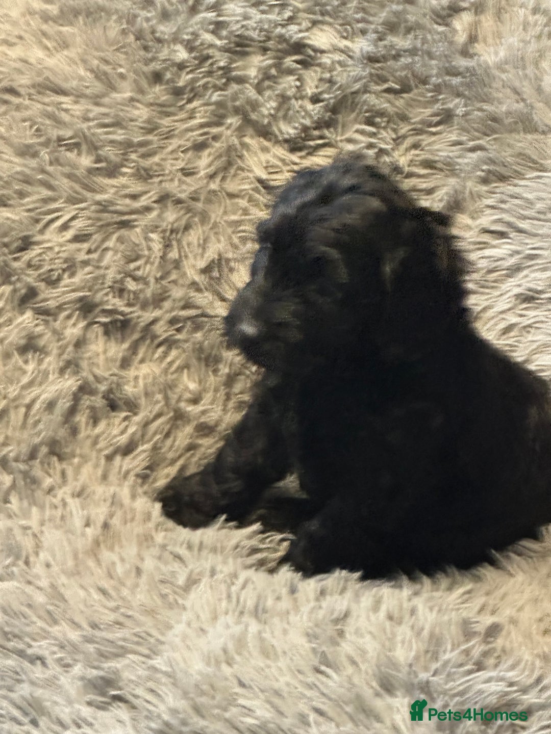 Cockapoo dogs for sale: F1 cockerpoo puppies  - Advert 21