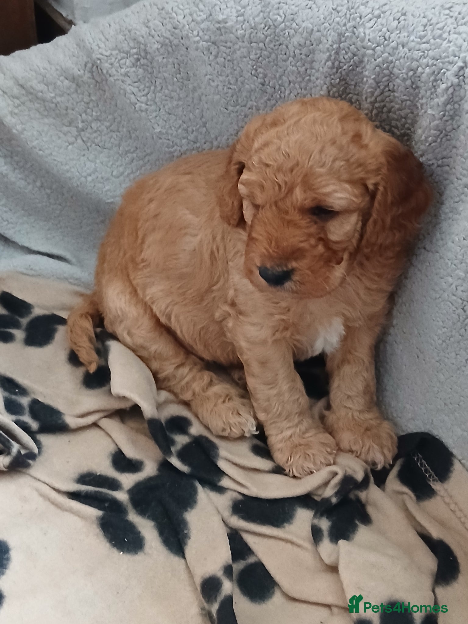 Cockapoo dogs F2 Cockapoos  - Advert 2