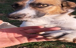 Mixed Breed dogs for adoption: BENNY - a faithful dog for a Loving Home - Image 23