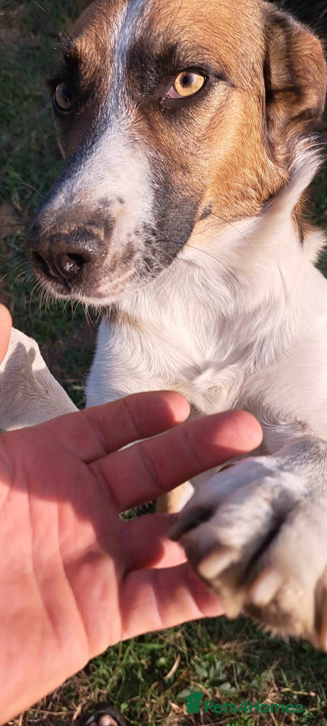 Mixed Breed dogs for adoption: BENNY - a faithful dog for a Loving Home - Image 23