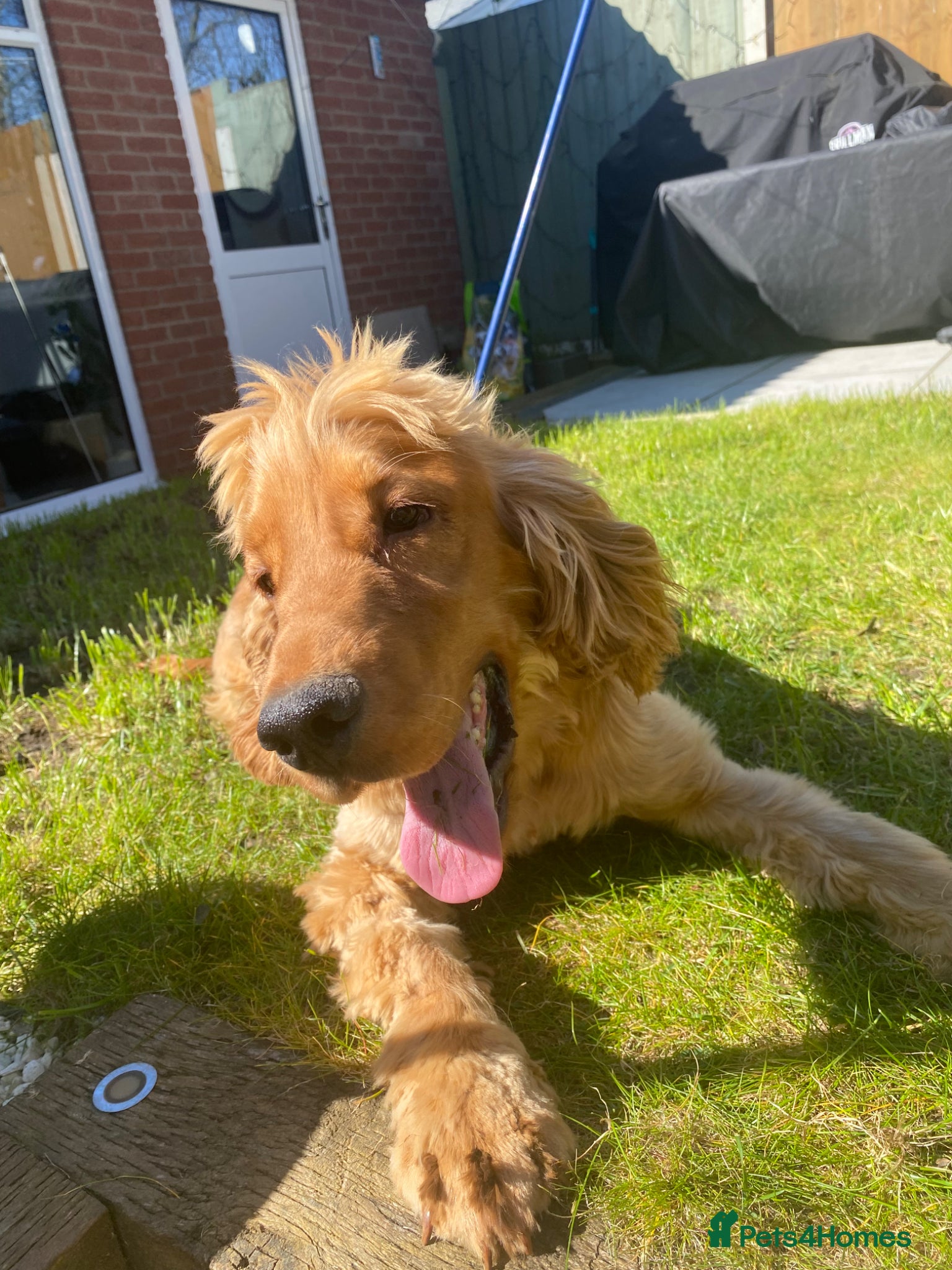 Cocker Spaniel dogs KC Registered Stud Show Type cocker Spaniel - Advert 5