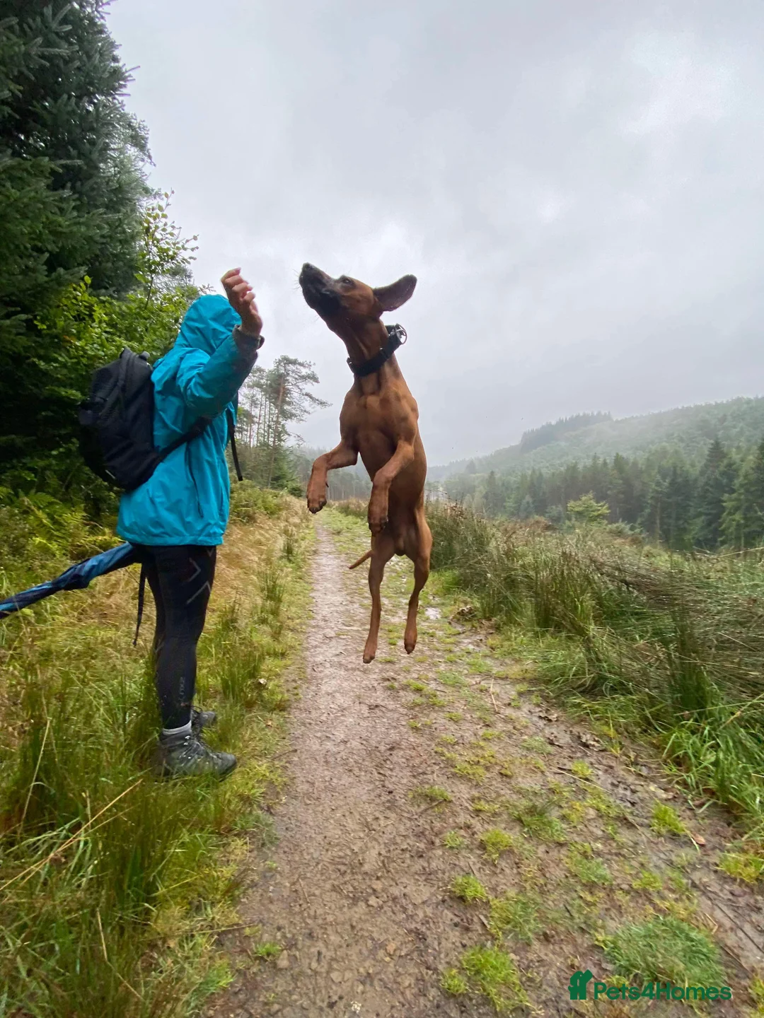 Rhodesian Ridgeback dogs for stud: Proven KC Reg Fully Health Tested RR for Stud in Bolton - Advert 11