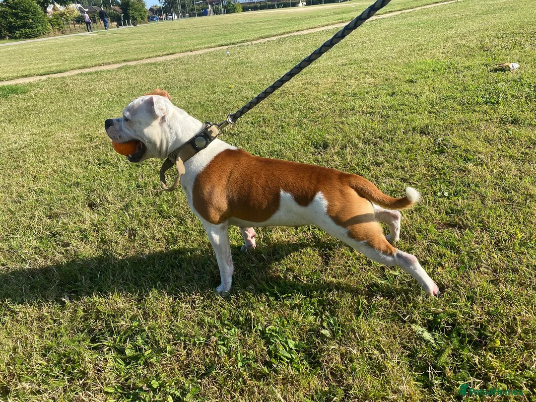 Staffordshire Bull Terrier dogs for sale: 🔥 KC REG RED STAFFY PUPPS–OUTSTANDING QUALITY 🔥 - Advert 1