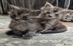 Maine Coon cats for sale: 4 beautiful maine coon babies - Image 1