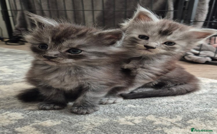 Maine Coon cats - Advert 2