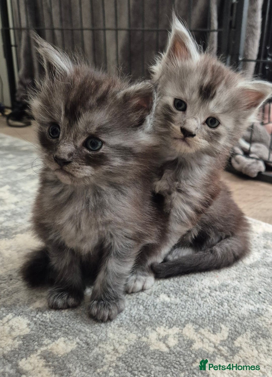 Maine Coon cats for sale: 4 beautiful maine coon babies - Image 1