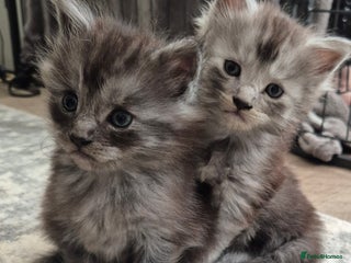 Maine Coon cats - Advert 36