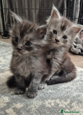 Maine Coon cats - Advert 2