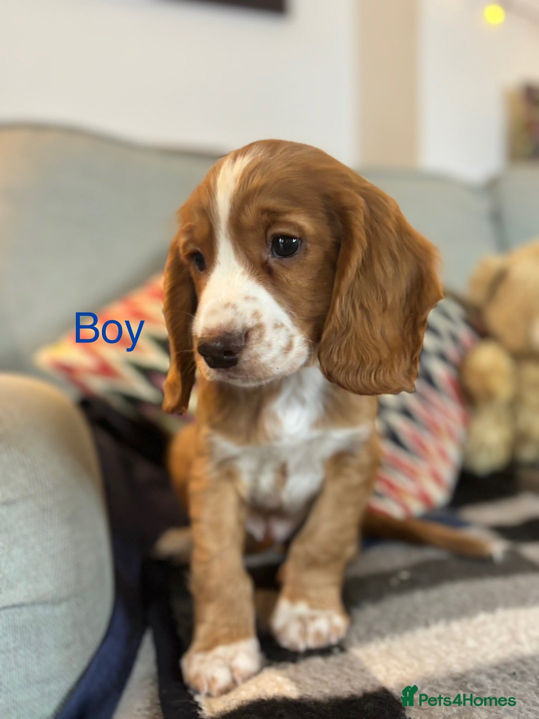 Cocker Spaniel dogs for sale: KC Cocker spaniel pups  - Image 11