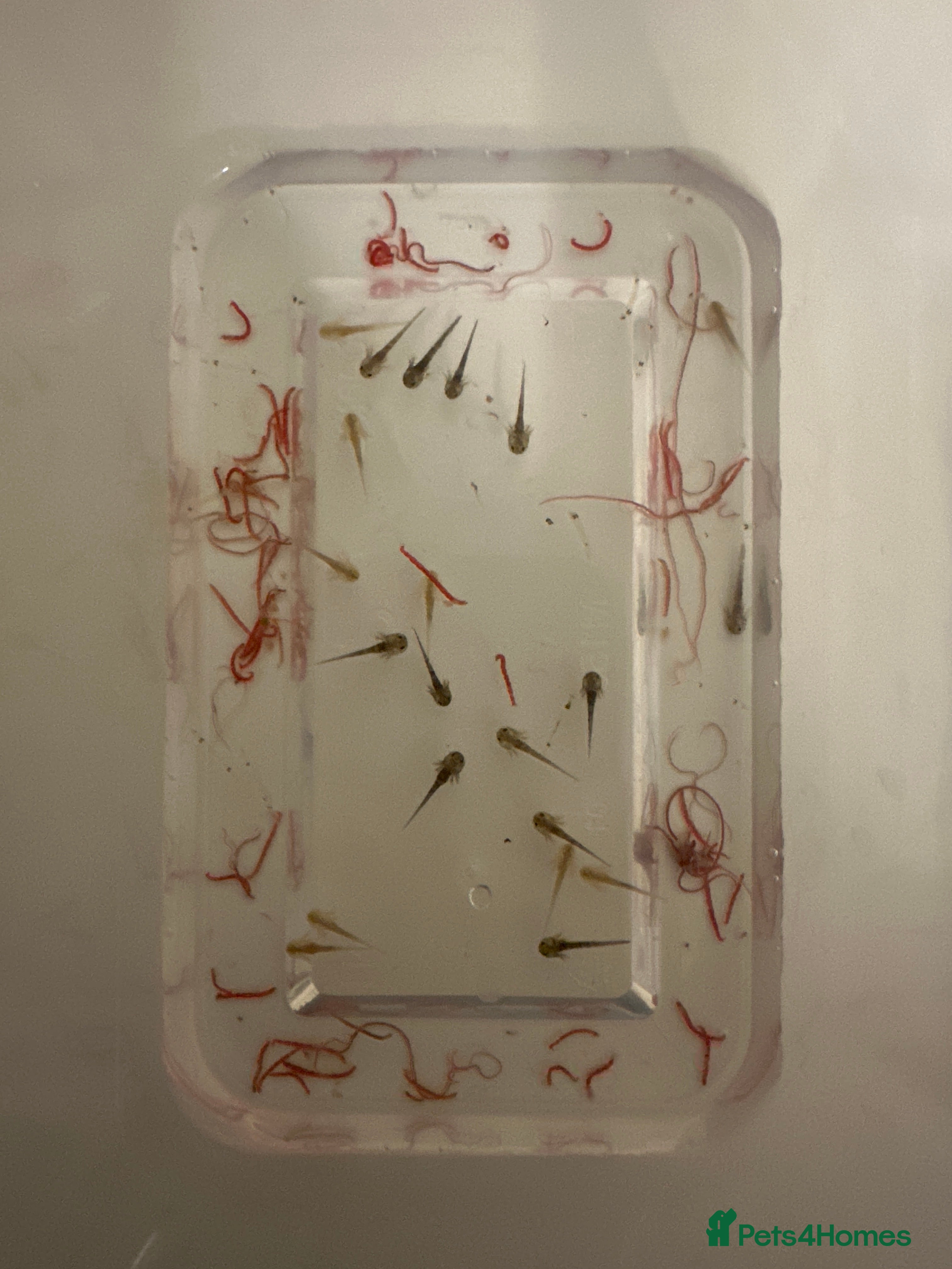 Axolotl reptiles Axolotl Hatchlings  - Advert 1