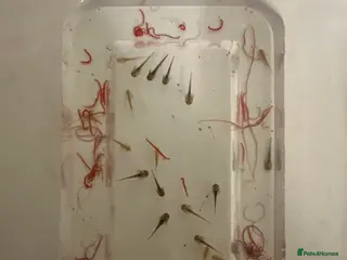 Axolotl reptiles Axolotl Hatchlings - Advert 1