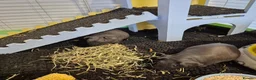 Guinea Pig rodents for sale: 2 male skinny pigs - Advert 1