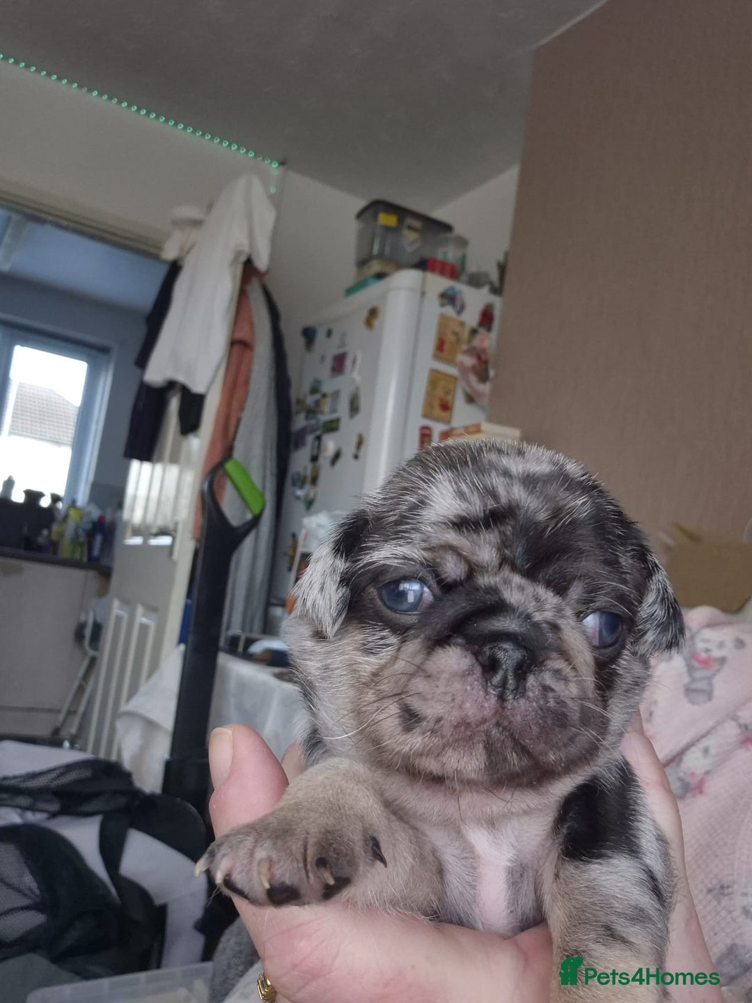 Pug dogs for sale: KC reg Pug puppies  - Advert 37