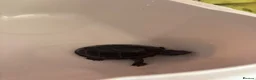 Turtle reptiles for sale: Musk turtle and full set up  - Advert 3