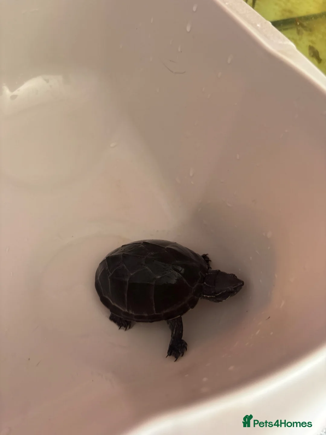 Turtle reptiles for sale: Musk turtle and full set up  - Advert 2