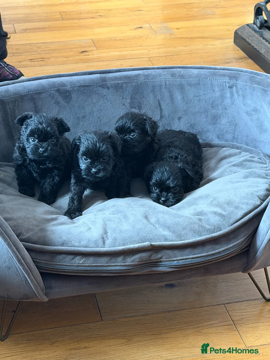 Affenpinscher dogs for sale: Affenpinscher puppies For Sale - Advert 2