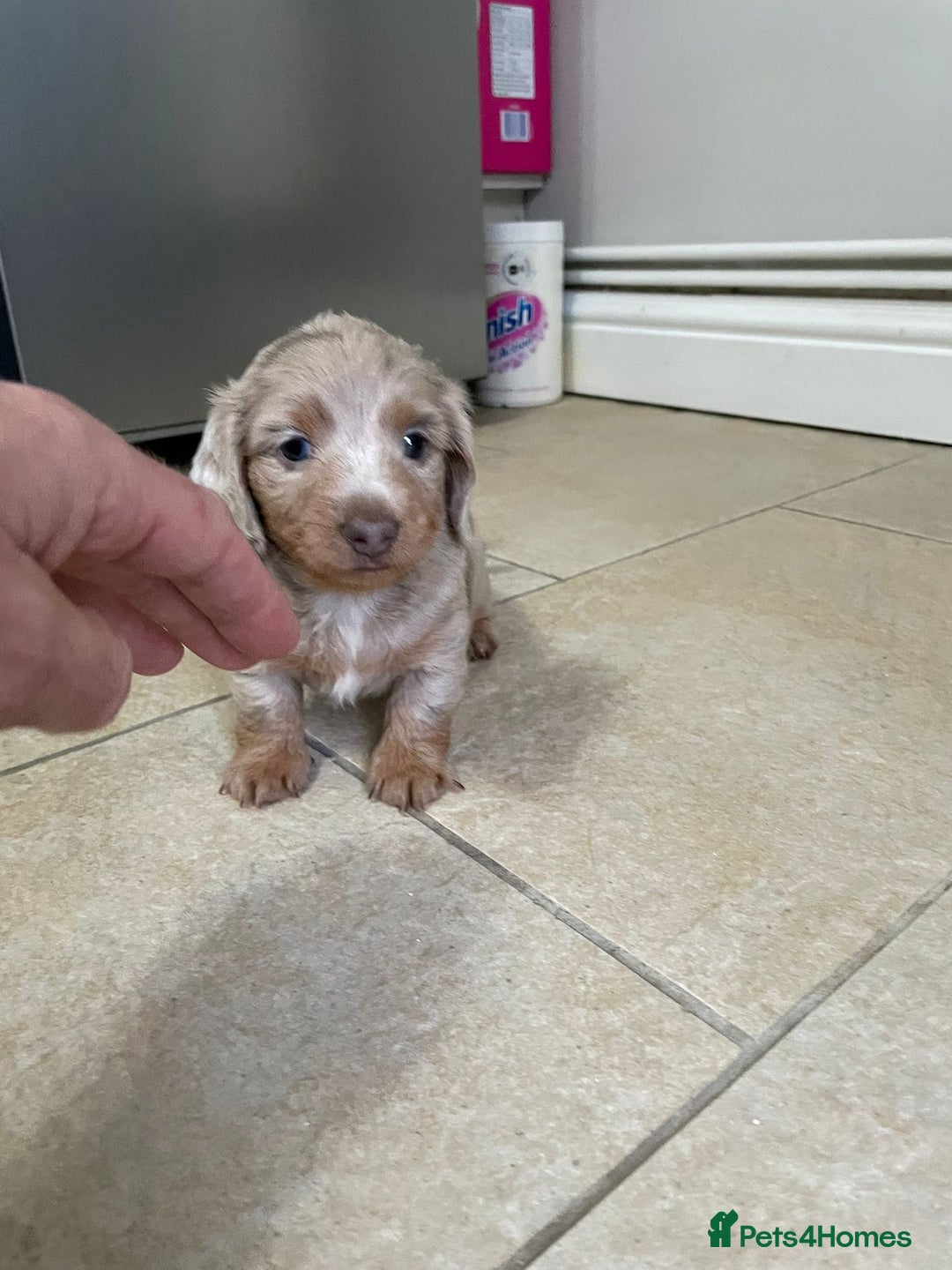 Miniature Dachshund dogs for sale: Long hair, Isabella and tan dapple / piebold  - Advert 7