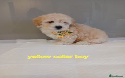 Maltipoo dogs for sale: Stunning maltipoo pups  - Image 6