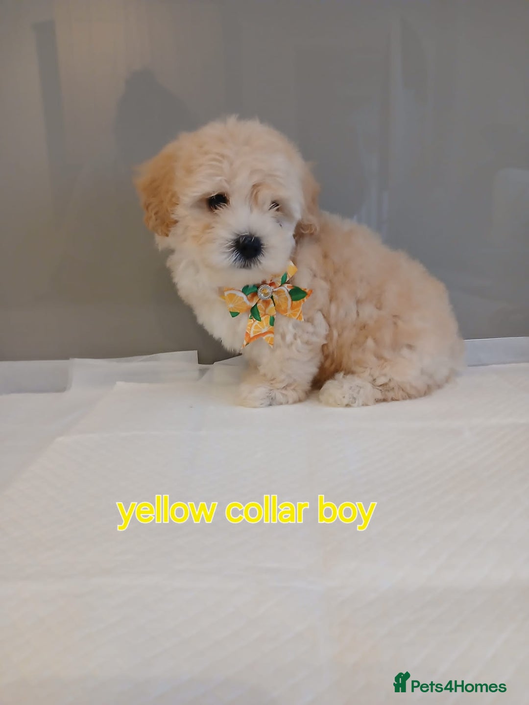 Maltipoo dogs for sale: Stunning maltipoo pups  - Image 6