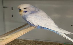 Mixed Breed birds for sale: Hand reared conures and avairy budgies  - Image 17