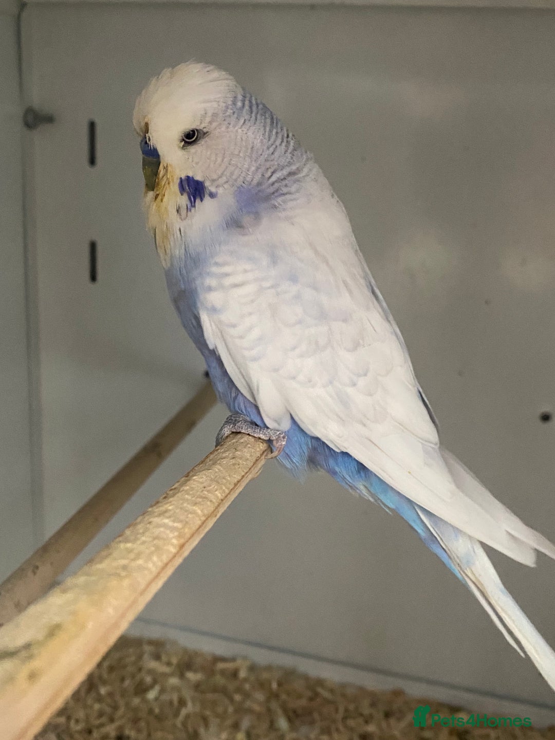 Mixed Breed birds for sale: Hand reared conures and avairy budgies  - Image 17