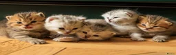 British Shorthair cats for sale: 3 x British Shorthair Kittens - Gold/White/Grey - Advert 1